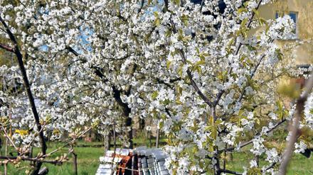 Vorboten. Frühe Obstsorten stehen bereits in voller Blütentracht. Auch zum Fest soll es auf den Plantagen rund um Werder noch genügend namensgebende Baumblüten geben. Derzeit werden die Obstgärten für den Besucheransturm ab dem 30. April vorbereitet.