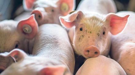 Zu eng zum Leben. Ferkel in Großmastanlage in Mecklenburg-Vorpommern.