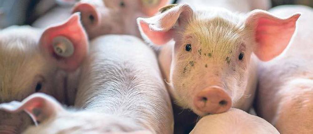 Zu eng zum Leben. Ferkel in Großmastanlage in Mecklenburg-Vorpommern.