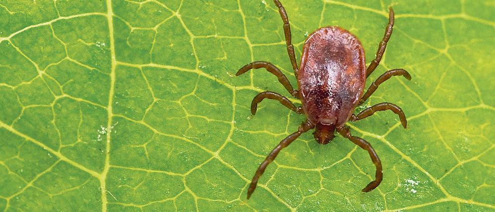 Überträger. Zecken können Borreliose und andere Krankheiten weitergeben.