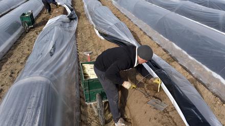 Der recht milde Frühling bescherte den Spargelbauern aus Potsdam-Mittelmark einen guten Start in die Saison.