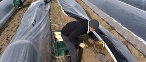 Der recht milde Frühling bescherte den Spargelbauern aus Potsdam-Mittelmark einen guten Start in die Saison.