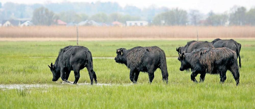 Den Wasserbüffeln reicht das karge Moorgras zum Leben aus. Sie wachsen deutlich langsamer als Hochleistungsrinder, doch ihr Fleisch ist fester und aromatischer.