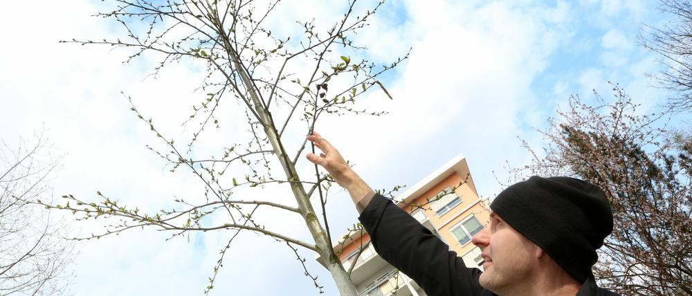 Rund ein Jahr nach der Pflanzung hat sich diese Grau-Erle in der Waldstadt ganz gut entwickelt, findet der Herr über die Potsdamer Stadtbäume, Lars Severin.