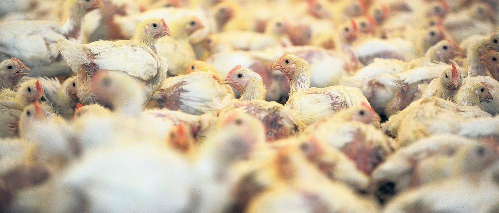 Die Skepsis überwiegt. Trotz des gefundenen Kompromisses zur Massentierhaltung, wie hier in einem Megastall für Hühner, sind nicht alle zufrieden.