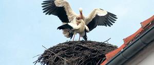 Frühlingsgefühle. Die Störche auf dem Schlot der alten Bäckerei.