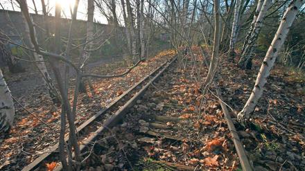 Stammbahn. Bäume versperren die ungenutzte Bahntrasse in Zehlendorf.