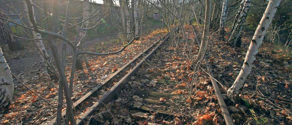 Stammbahn. Bäume versperren die ungenutzte Bahntrasse in Zehlendorf.