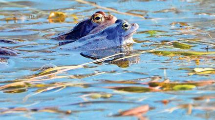 Blaufrosch. Statt des normalen Brauns leuchten die Moorfrösche blau.