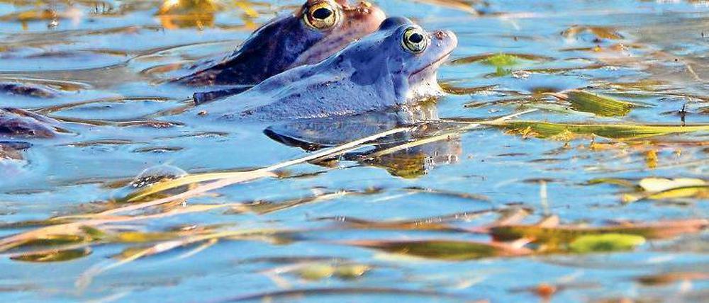 Blaufrosch. Statt des normalen Brauns leuchten die Moorfrösche blau.