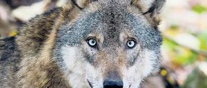 Kommen sie näher? Wölfe vom Truppenübungsplatz Lehnin/Brück sorgen für Angst bei Beelitzer Bauern.