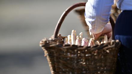 Erst ab Anfang April ist mit dem ersten Spargel aus der Region zu rechnen.