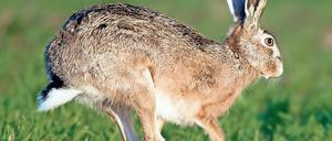Mag Groß Kreutz. Der Feldhase braucht viele Möglichkeiten, sich zu verstecken, um sich auf den Wiesen und Feldern wohl zu fühlen. Sein größter Feind im Land ist der Straßenverkehr.