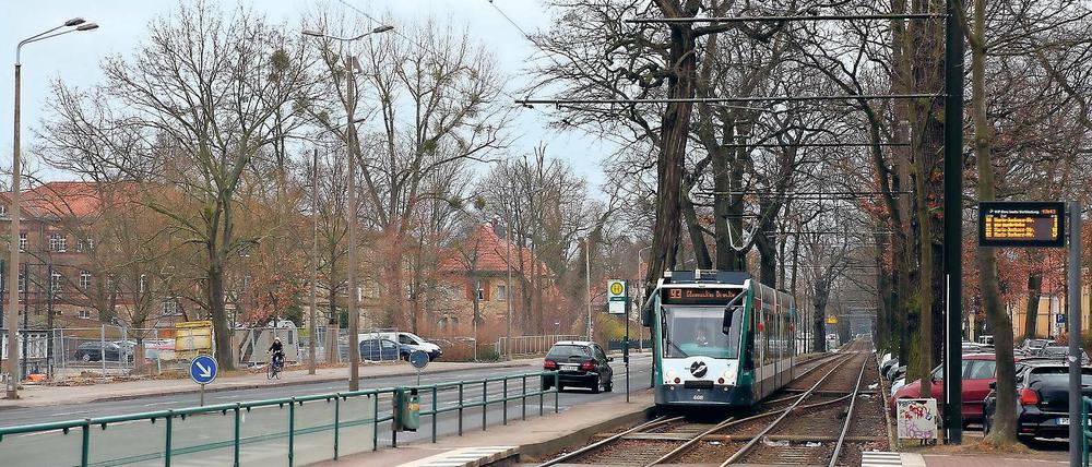 Bäume weg, Fahrbahn weg. Die Tramtrasse soll verbreitert werden, die Bäume auf der linken Seite werden dafür wohl größtenteils gefällt werden müssen. Für einen neuen Grünstreifen mit Ersatzpflanzungen wird eine stadtauswärtige Fahrspur geopfert. Die neue Tramtrasse soll zudem begrünt werden.