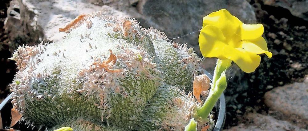 Merkwürdiger Dickfuß. Pachypodium brevicaule wächst auf hohen Felsen.