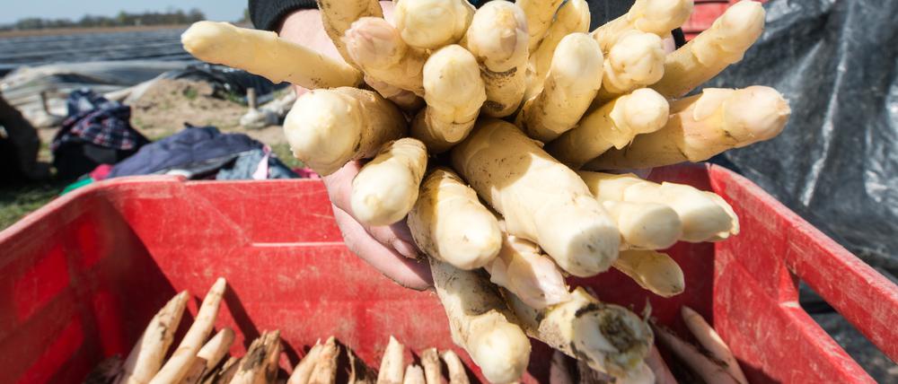 Es könnte zum Osterfest Spargel aus Brandenburg geben.