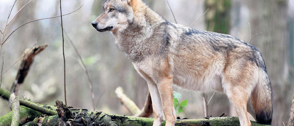 Lebensgefahr auf der Autobahn: In Brandenburg ist wieder ein Wolf bei einem Verkehrsunfall ums Leben gekommen.