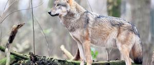 Lebensgefahr auf der Autobahn: In Brandenburg ist wieder ein Wolf bei einem Verkehrsunfall ums Leben gekommen.