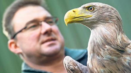 Zurück in die Freiheit. Forstwirtschaftsmeister Falko Göbert hält einen verletzten Seeadler in der Greifvogelstation Oppelhainer Pechhütte. Ziel ist die Wiederauswilderung.