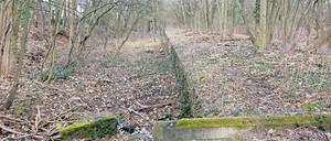 Einsteigen, bitte! Die Natur hat sich die alte Bahnstrecke zwischen Stahnsdorf und Wannsee längst zurückerobert. Am Südwestkirchhof ist der alte Bahnsteig aber immer noch gut zu erkennen.