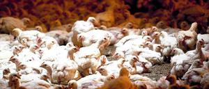 Dagegen. 103 545 Brandenburger haben das Volksbegehren gegen Massentierhaltung unterschrieben, gereicht hätten auch 80 000. Lehnt der Landtag die Forderungen ab, können die Bürger in einem Volksentscheid darüber bestimmen.