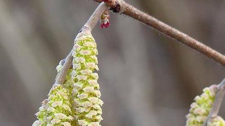 Früh dran. Der Haselstrauch war auch nach der Eiszeit einer der Ersten.