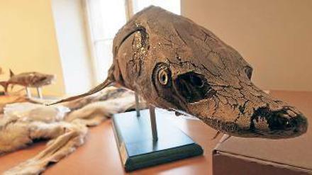 Tierische Geheimnisse. In den Depoträumen des Naturkundemuseums weihte Dirk Berger (o.r.) rund zwanzig Besucher in die Rätsel der Präparationskunst ein. Während Schmetterlinge auf ein kleines Holzgestell aufgespannt werden, müssen Fischpräparate wie der Stör (u. M.) oft nachkoloriert werden.