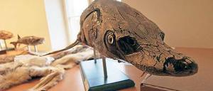 Tierische Geheimnisse. In den Depoträumen des Naturkundemuseums weihte Dirk Berger (o.r.) rund zwanzig Besucher in die Rätsel der Präparationskunst ein. Während Schmetterlinge auf ein kleines Holzgestell aufgespannt werden, müssen Fischpräparate wie der Stör (u. M.) oft nachkoloriert werden.