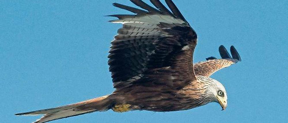 Er nistet gern in der Nähe der Windparks. Doch die Gefahr, die von den Rotoren ausgeht, unterschätzt der seltene Rotmilan offenbar. Die Opferzahl in Brandenburg wird vom Landesumweltamt auf jährlich mehr als 300 geschätzt.