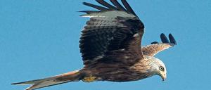 Er nistet gern in der Nähe der Windparks. Doch die Gefahr, die von den Rotoren ausgeht, unterschätzt der seltene Rotmilan offenbar. Die Opferzahl in Brandenburg wird vom Landesumweltamt auf jährlich mehr als 300 geschätzt.