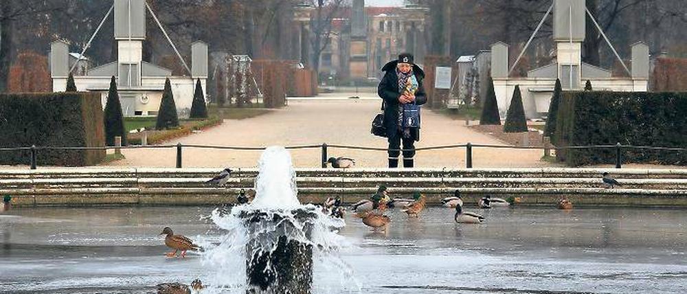 Die Enten im Park Sanssouci machen sich keine Sorgen über die kühlen Temperaturen.