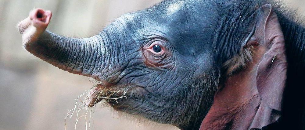 Spontangeburt. Dieser kleine Elefantenbulle kam am Neujahrstag im Berliner Tierpark zur Welt. Es ist das sechste Mal, dass die asiatische Elefantendame Kewa, 32 Jahre, Nachwuchs bekam. Der Vater ist übrigens Elefantenbulle Ankhor. Der kleine Elefant ist derzeit im Dickhäuterhaus im Tierpark zu sehen.