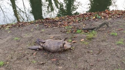 Der Biber im Schlosspark Königs Wusterhausen soll Opfer einer Böllerattacke geworden sein.
