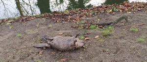 Der Biber im Schlosspark Königs Wusterhausen soll Opfer einer Böllerattacke geworden sein.