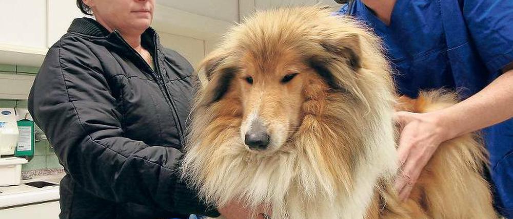 Collie-Hündin Maggy bleibt ganz ruhig. 20 Minuten dauert die Prozedur in der Tierklinik Potsdam, bei der ihr jeweils 500 Milliliter Blut aus der großen Halsvene abgezapft werden.