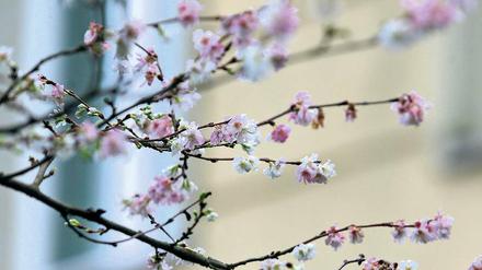 Baumblüte im Dezember. Das für die Weihnachtszeit relativ milde Wetter sorgt bei einigen Pflanzen für Frühlingsgefühle. An manchen Stellen in Potsdam blühen bereits Bäume – wie dieser in der Seestraße.