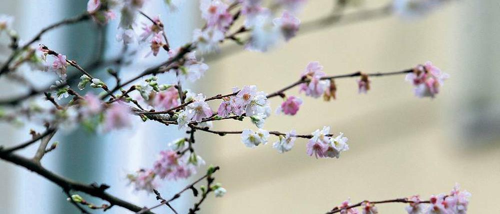 Baumblüte im Dezember. Das für die Weihnachtszeit relativ milde Wetter sorgt bei einigen Pflanzen für Frühlingsgefühle. An manchen Stellen in Potsdam blühen bereits Bäume – wie dieser in der Seestraße.