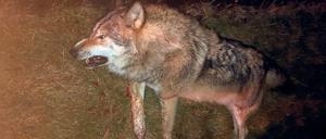 Überfahren. Der Wolfsrüde wurde bei Herzsprung von einem Auto getötet.