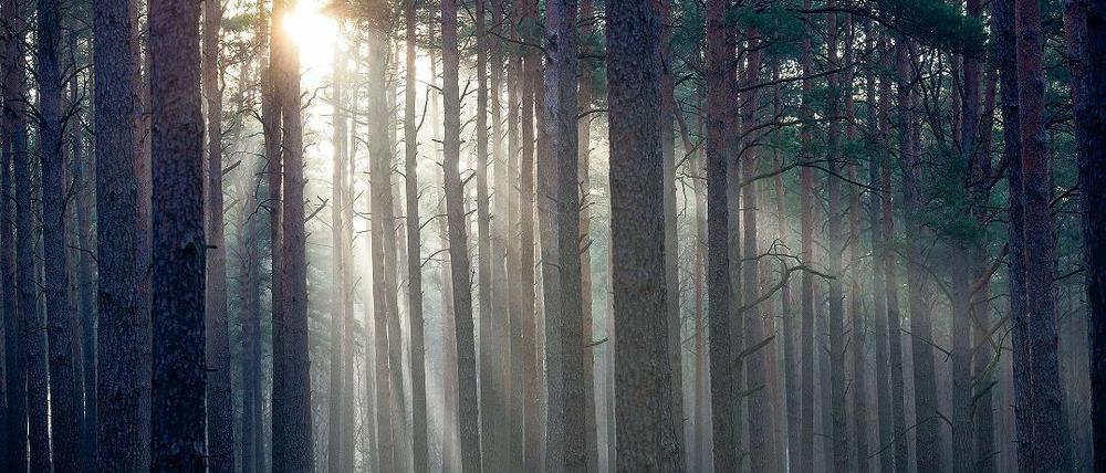 Gesund, aber gefährdet. Zwar sind deutlich weniger Brandenburger Bäume von schweren Schäden betroffen als früher. Doch der Waldboden wird saurer, was künftiges Wachstum behindern könnte. Auch die Nährstoffe werden weniger.