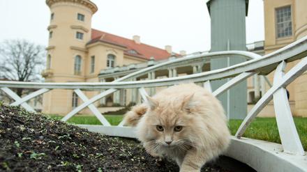 Der Kater Sheldon erkundet den Park von Schloss Rheinsberg - seine Fans freut es.