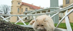 Der Kater Sheldon erkundet den Park von Schloss Rheinsberg - seine Fans freut es.