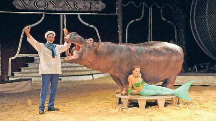 Artgerecht? Flusspferd lebt allein im Zirkus, obwohl es ein Herdentier ist.