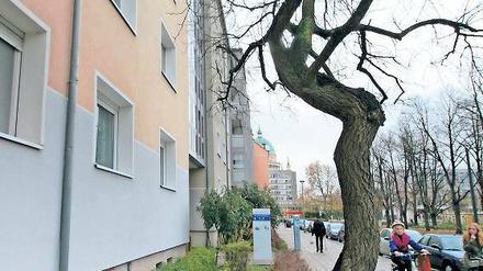 Sind seine Tage gezählt? Bäume, die weniger als drei Meter von einer Hauswand entfernt stehen, sollen in Potsdam bald auch ohne Genehmigung gefällt werden dürfen.