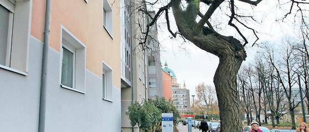 Sind seine Tage gezählt? Bäume, die weniger als drei Meter von einer Hauswand entfernt stehen, sollen in Potsdam bald auch ohne Genehmigung gefällt werden dürfen.