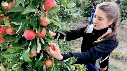 Ladenhüter. Weil auch andere Produzenten aus der EU ihre Äpfel nicht mehr nach Russland verkaufen dürfen, sind die Preise laut des brandenburgischen Landesgartenverbandes zwischenzeitlich um mehr als die Hälfte gefallen.