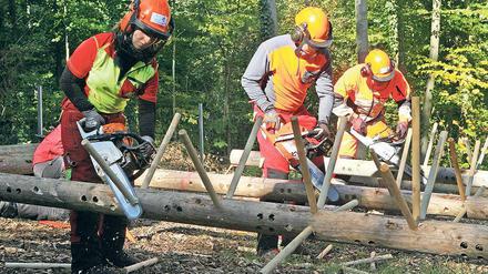 Schnell entasten. Die Juniorenwaldarbeitsmeisterschaften fanden in der Waldarena im Wildpark statt. 