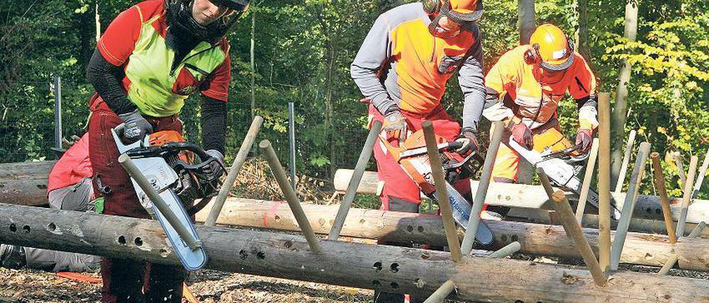 Schnell entasten. Die Juniorenwaldarbeitsmeisterschaften fanden in der Waldarena im Wildpark statt. 