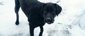Die fünfjährige Labrador-Hündin Stella wurde beim Gassigehen erschossen.