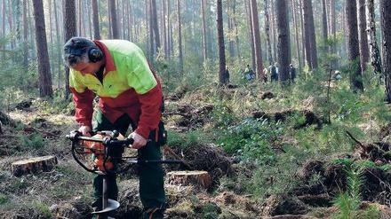 Mitarbeiter der Landesforst bereiten Pflanzlöcher für die Rotbuchen und Traubeneichen vor.