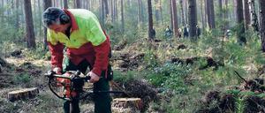 Mitarbeiter der Landesforst bereiten Pflanzlöcher für die Rotbuchen und Traubeneichen vor.